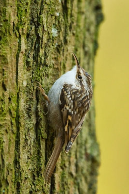 Short-toed Treecreeper