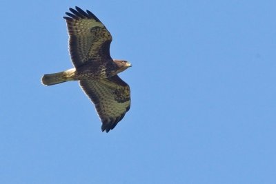 OGP_20111002_0034.jpg