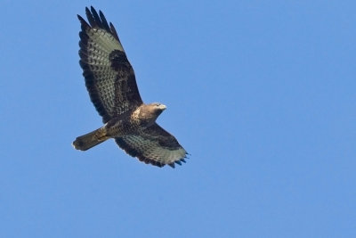 OGP_20111002_0037.jpg