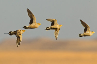 Spotted Sandgrouse