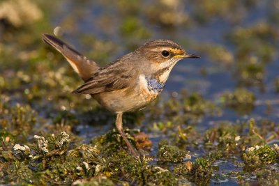 Bluethroat