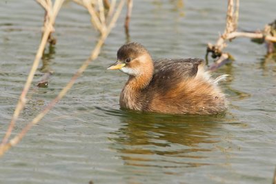 Little Grebe