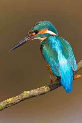 Common Kingfisher