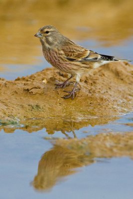 Linnet