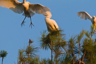 OGP_20111120_0528.jpg