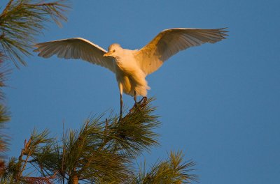 OGP_20111120_0530.jpg