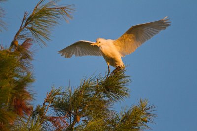 Cattle Egret