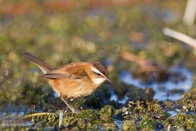 Moustached Warbler