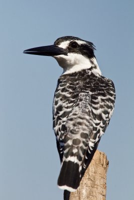 Pied Kingfisher