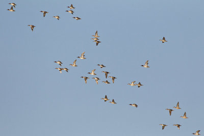 OGP_20111120_1115.jpg