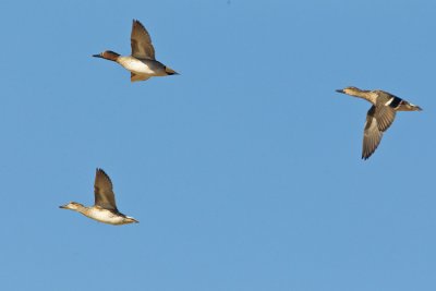 OGP_20111120_1126.jpg