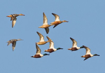 OGP_20111120_0405.jpg