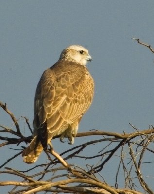 Saker Falcon