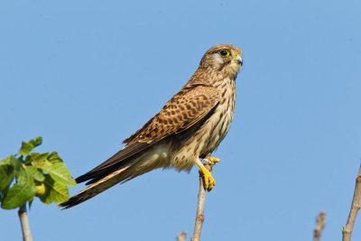 Common Kestrel