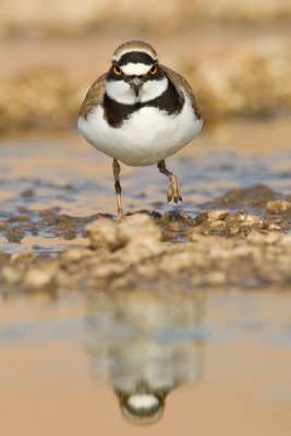 Little Ringed Plover