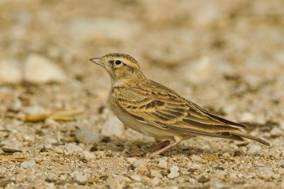 Short-toed Lark