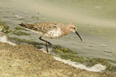 Curlew Sandpiper