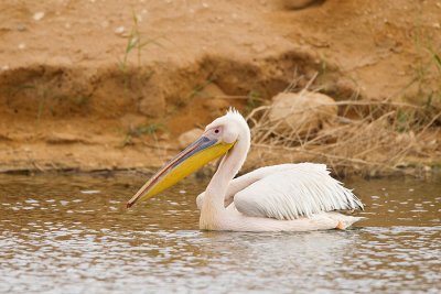 White Pelican