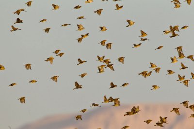 Spanish Sparrow