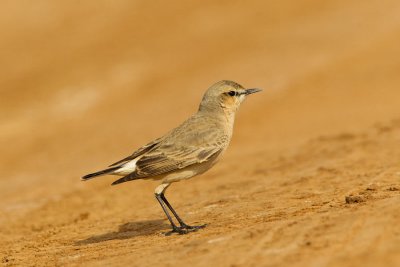 Isabelline Wheatear