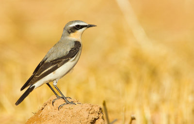 Northern Wheatear