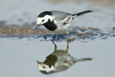 Pied Wagtail