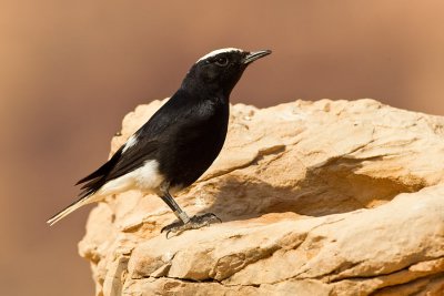 White-crowned Black Wheatear