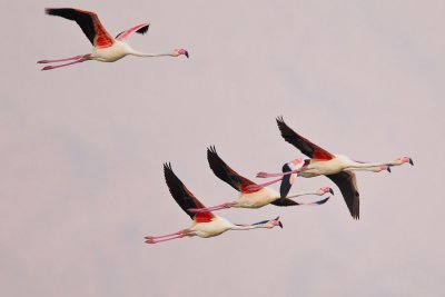 Greater Flamingo