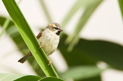 Dead Sea sparrow