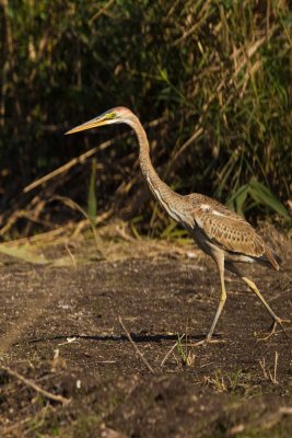 Purple Heron