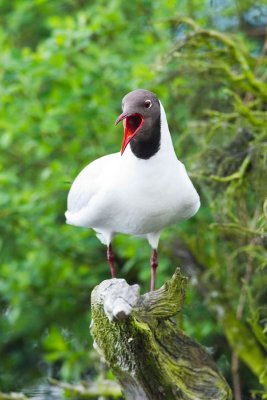 Black-headed Gull