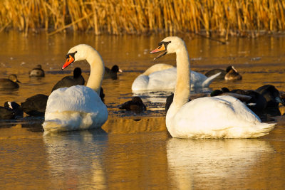 Mute Swan