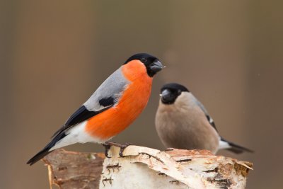 Bullfinch