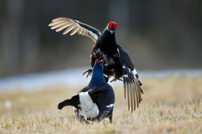 Black Grouse