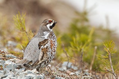 Hazel Grouse