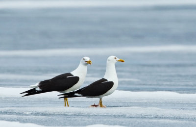 Lesser Black-backed Gull