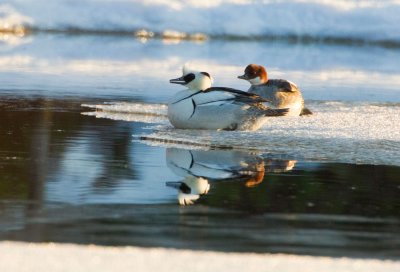 Smew