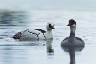 Smew