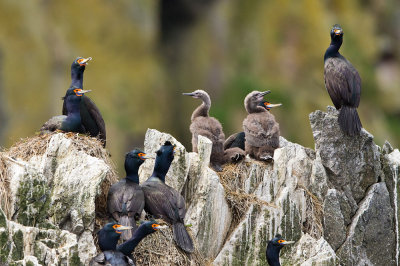 Red-faced Cormorant