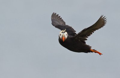 Tufted Puffin 