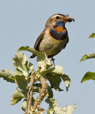 Bluethroat