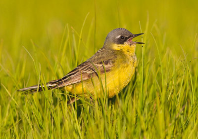 Eastern Yellow Wagtail