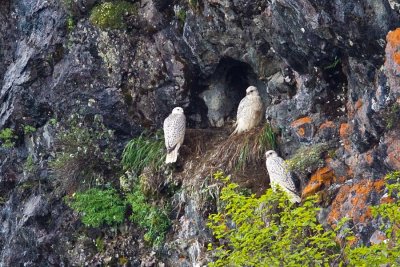 Skua-Birds of Prey