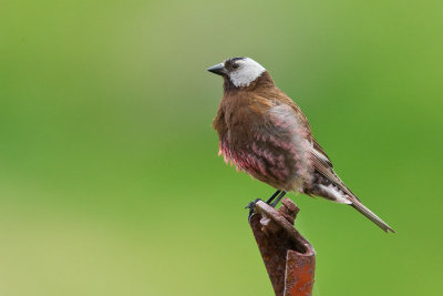 Grey-crowned Rosefinch