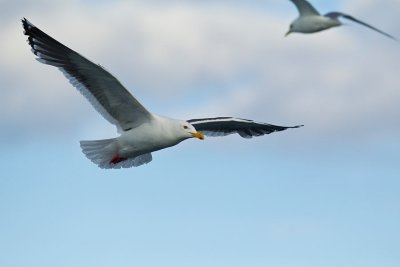 Slatey-backed gull