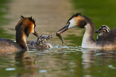 Great Crested Grebe