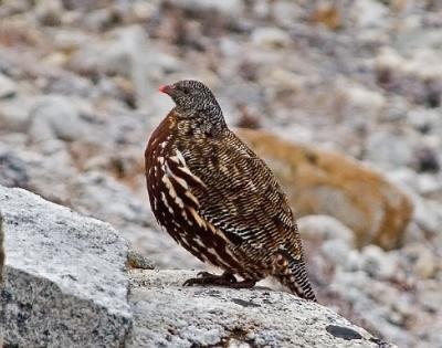 _MG_3954snow-cr-web.jpg