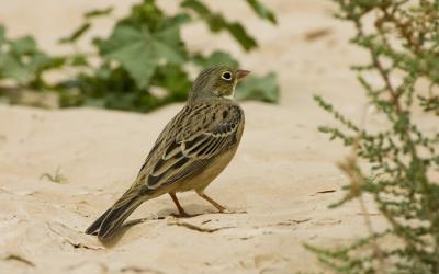 Ortolan Bunting