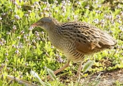 Corn Crake