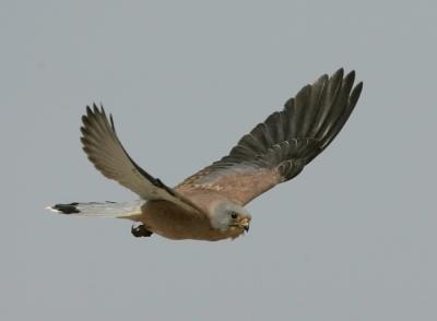 Lesser Kestrel